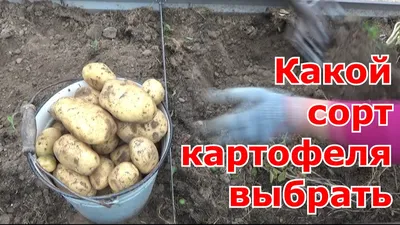 УСПЕШНЫЙ КАРТОФЕЛЬ | Российский аграрный портал