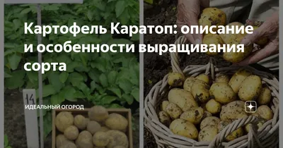 Экологический картофель - Группа компаний «Стрелец. Экологическое  земледелие»