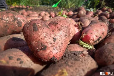 На Гродненщине при посадке картофеля - ставка на клубни белорусской селекции