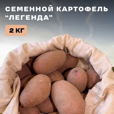 5 причин, почему мельчает картофель - KP.RU