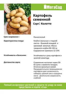 Картофель Колетте: описание сорта, характеристики, достоинства, сроки и  правила посадки, особенности ухода, отзывы