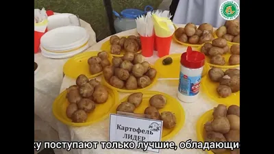 Собрали рекордный урожай картофеля на Урале в засушливый год. Раскрываем  секреты и рассказываем о наших проверенных сортах! | МАГУСТО | Дзен