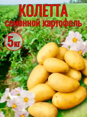 Клубни картофеля