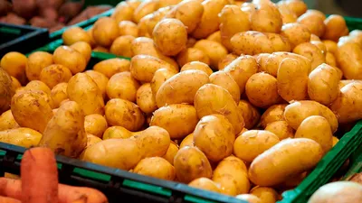 Картофель Сорт \"Королева Анна\" - «Картофель Королева Анна - отзыв бульбаша  о картофеле немецкой селекции. Ранний, вкусный, с отличным товарным видом.  А что не так?» | отзывы