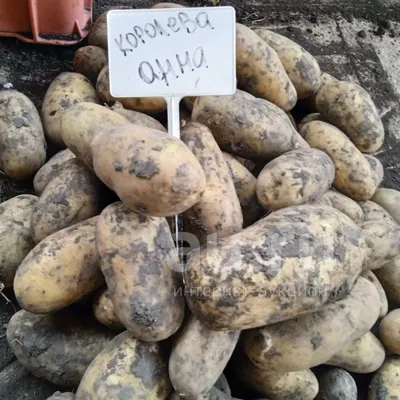 Картофель королева анна - купить с доставкой на дом в Реутове