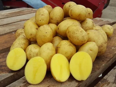 Картофель семенной «Королева Анна», 1 кг в Тольятти – купить по низкой цене  в интернет-магазине Леруа Мерлен