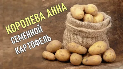 Картофель семенной Королева Анна - купить в Дмитрове, Москве и Московской  области по низкой цене