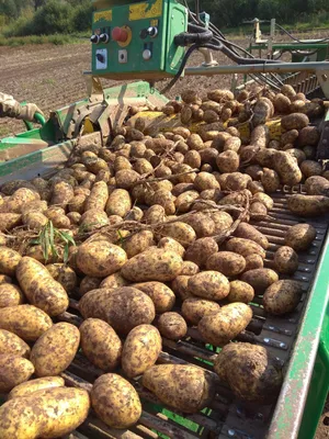 Продам картофель Королева Анна оптом, купить картофель Королева Анна оптом,  Москва — Agro-Russia