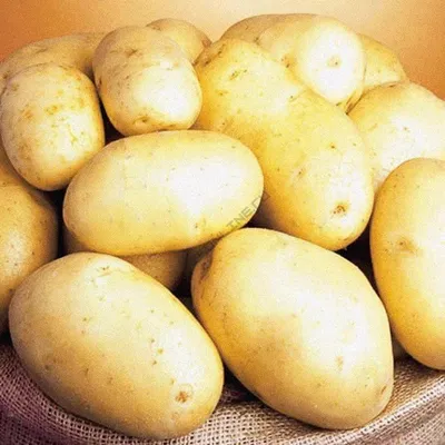 Убираем ранний урожай картофеля Королева Анна. - YouTube