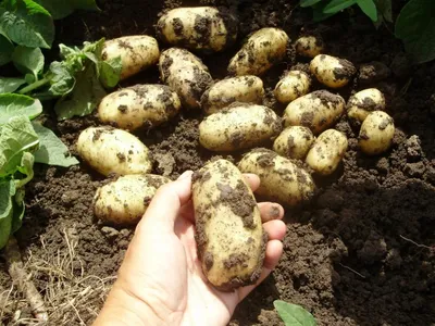 Сорт картофеля Королева Анна. Potato seeds Queen Anna. - YouTube