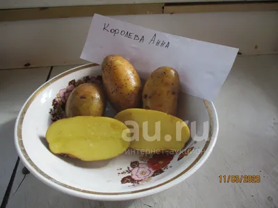 Королева Анна картофель, комплект из 10 клубней | Favseeds.ru  интернет-магазин редких растений