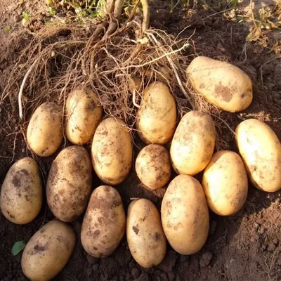 Фото до оголошення: продам семенной картофель: Королева Анна, Гала,  Ривьера, Беларосса, Гранада. Посадочная — Agro-Ukraine