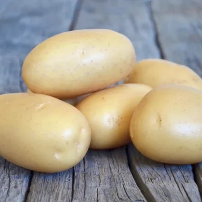 Картофель королева анна, гала — Agro-Tajikistan