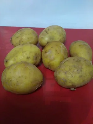 картофель семенной королева Анна — купить в Красноярске. Овощи на  интернет-аукционе Au.ru
