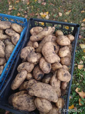 Лапоть: описание семенного сорта картофеля, характеристики, агротехника