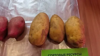 Картофель Лапоть - это сорт или форма клубней? | уДачный выбор | Дзен
