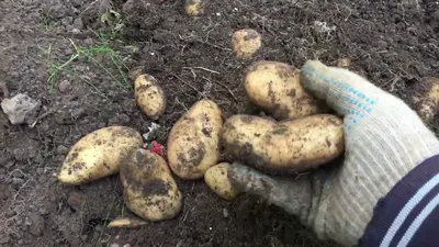 Самые популярные сорта картофеля | Строительный портал RMNT.RU | Дзен
