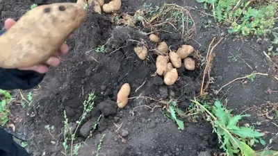 Семена Картофеля Лапоть – купить на OZON по низкой цене