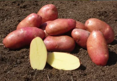 Характеристики модели Картофель семенной лапоть клубни 2 кг — Лук севок,  семенной картофель, чеснок — Яндекс Маркет