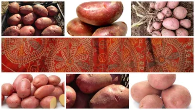 Какой картофель выбрать для посадки? | Блог про сад и огород | Дзен