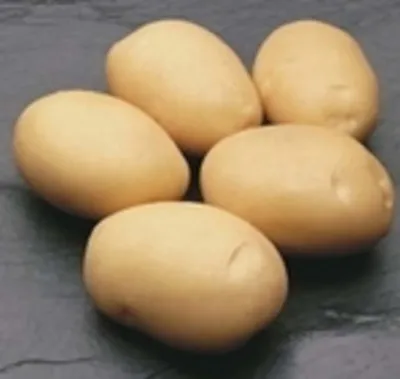 Картофель латона фото фото