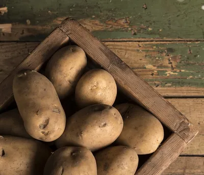 Картофель оптом от производителя Белороза, Лаура, Гала. | Крестьянские  ведомости