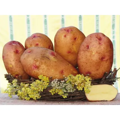 Картофель посадочный поздний сорт Надийна в сетке 5 кг. Купить недорого.  Посадка картофеля. Урожайный картофель