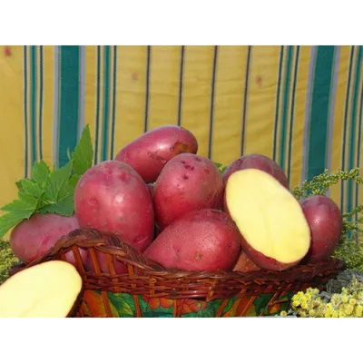 Картофель посадочный поздний сорт Лаура в сетке 5 кг. Купить недорого.  Посадка картофеля. Урожайный картофель
