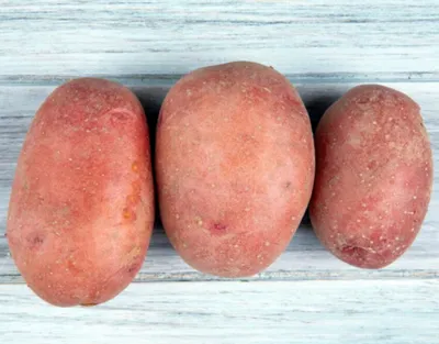 Назван лучший сорт розового картофеля: шкурка тонкая, урожайность — 400 кг  клубней с сотки
