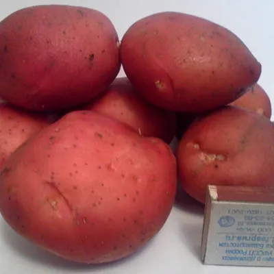 Картофель с доставкой в Йошкар-Оле | Купить картофель деревенский, сорта  ЛАУРА, ГАЛА