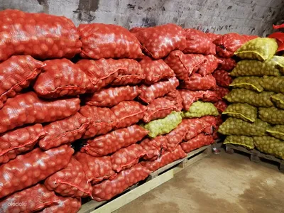 Картофель сорт Ред Скарлетт купить за 35 рублей оптом, недорого - B2BTRADE