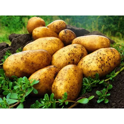 Фермеры ожидают среднего урожая картофеля