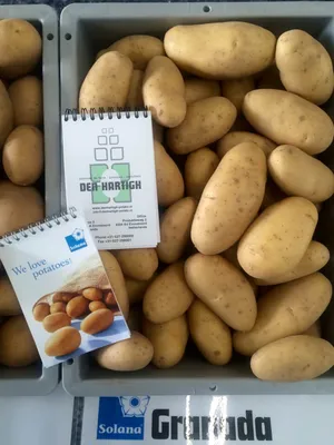 Урожай картофеля хороший, но на рынке он стоит дорого