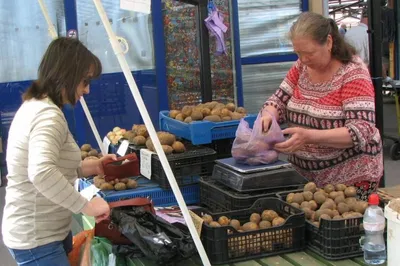 Осенние запасы»: где и за сколько можно купить картошку от региональных  фермеров