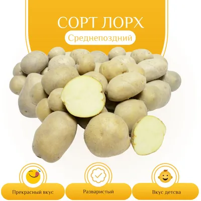 Картофель семенной Лорх - купить по низкой цене с доставкой