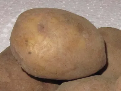Картофель Луговской | Сорта картофеля