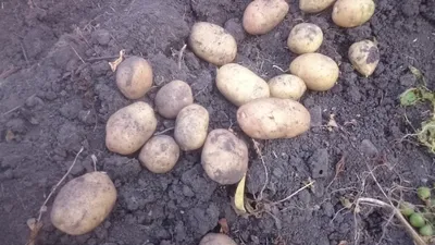 ЛУГОВСКОЙ - сорт картофеля - YouTube