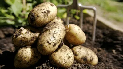 Купить крымский картофель Богородское оптом и в розницу по низкой цене