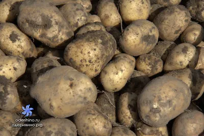 Урожай картофеля – Одерихино