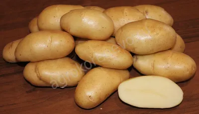 Картофель Фрителла | Сорта картофеля