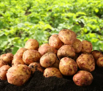 Картофель Луговской: тонкости, урожайность, выращивание и уход | Азбука  огородника | Дзен
