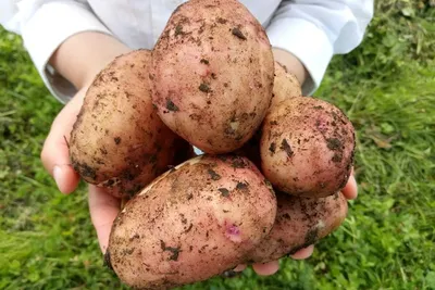 Как выбрать вкусный и полезный картофель? - Delfi RU