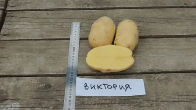Шотландский картофель завоевывает Россию