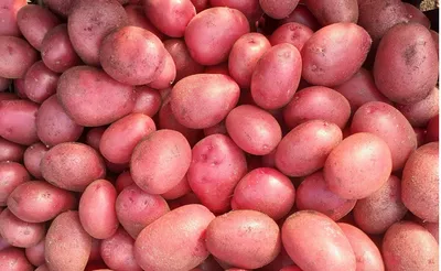 Специалисты советуют, что нужно учитывать при выборе семян картофеля.  Красноярский рабочий
