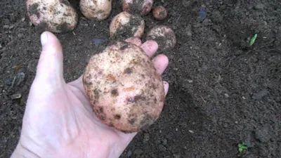 Картофель Мада | Сорта картофеля