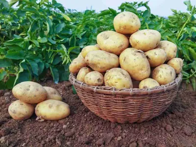 Россельхознадзор советует, как выбрать сорт картофеля