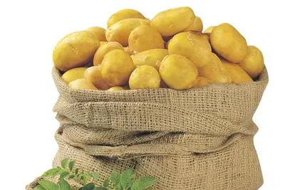 Картофель Пироль (Pirol) | Сорта картофеля
