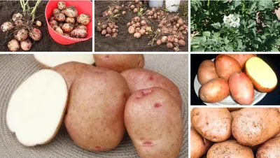 Картофель Луговской - народный любимец с рекордной урожайностью! Более 500  кг с 1-й сотки | Дачная Коллекция
