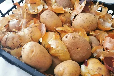 Эксперты рассказали дачникам Коми, как правильно убирать картофель |  СЕЛЬСКОЕ ХОЗЯЙСТВО | АиФ Коми