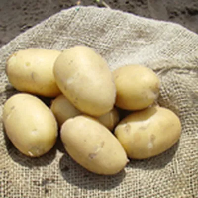 Когда сажать картофель: календарь посадки разных сортов на 2023 год: Дом:  Среда обитания: Lenta.ru